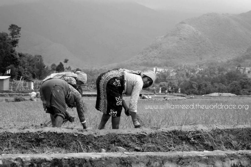 Kathmandu Valley. Rice Farmers range in age from 7 years to 70 years old.