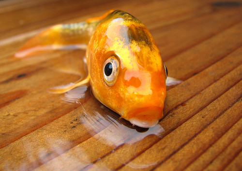 Fish Out Of Water: DOA by PJ Taylor Photo.