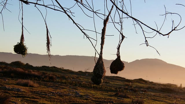 nests