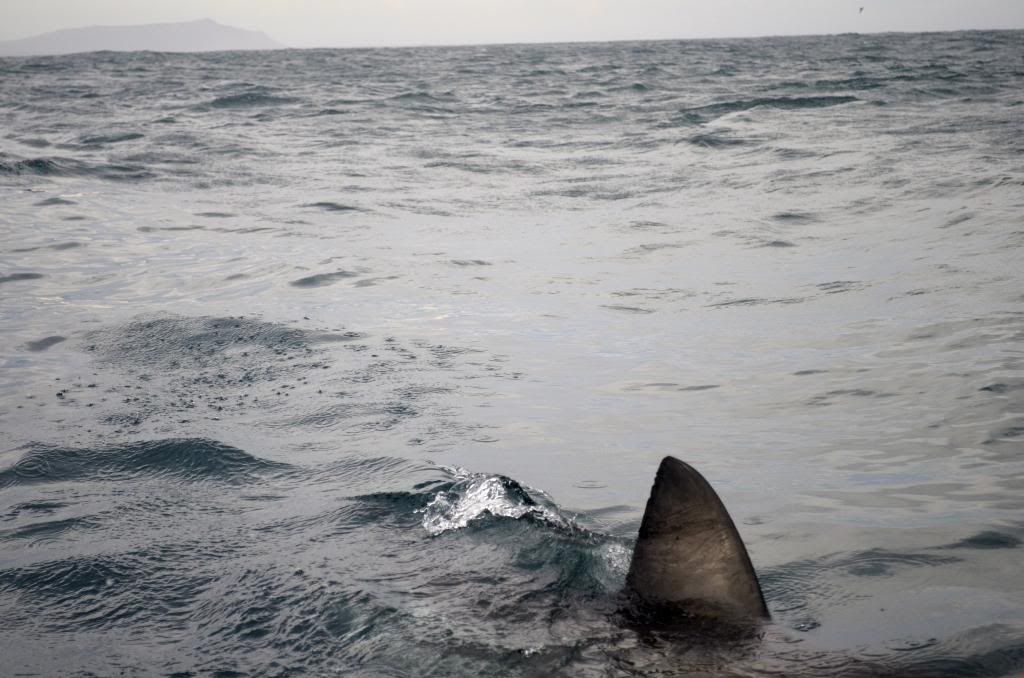  photo DSC_0092_zps6f66aec6.jpg