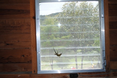 Lizard in our room