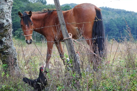 Horse & Chicken in El Horno