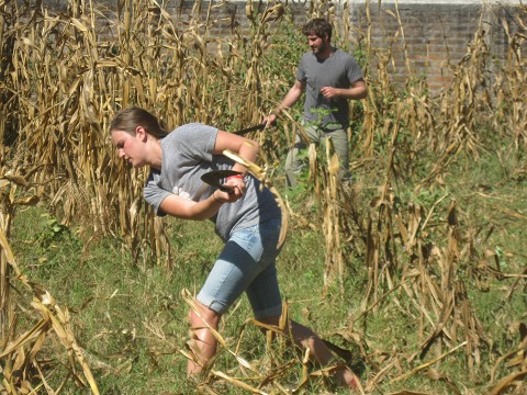 Corn field BEFORE