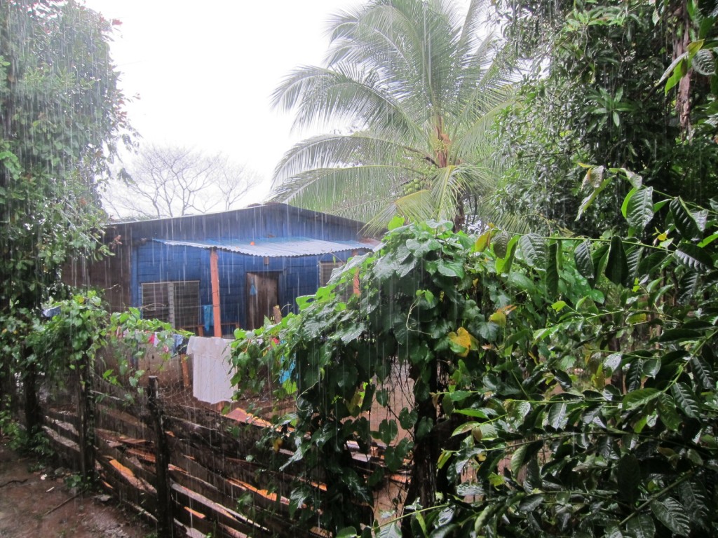 If this isn't the jungle, I don't know what is.