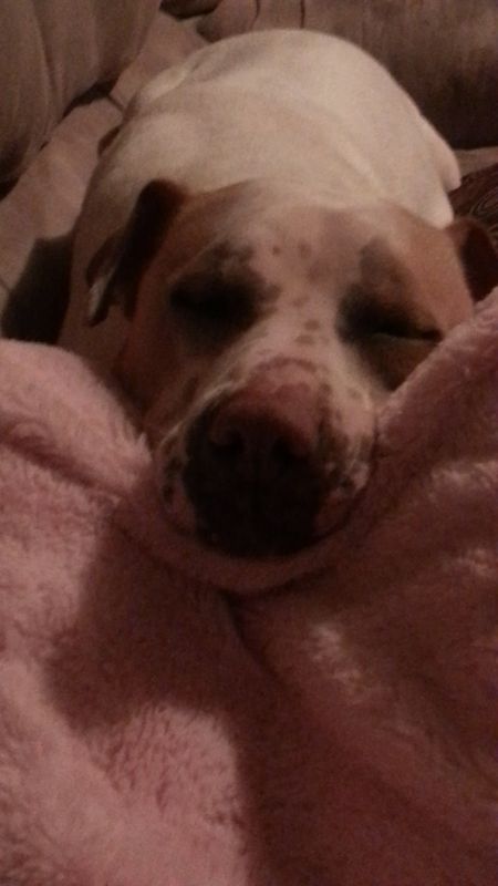 Kamille Sleeping On My Lap