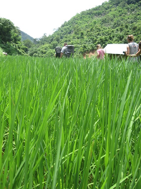 hiking through the rice patties