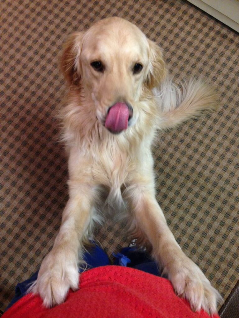 our golden retriever Bentley :)