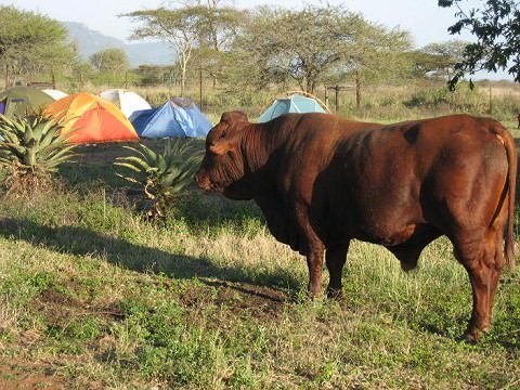 Bull invading camp