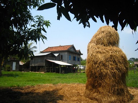 Under the shade of the mango tree.