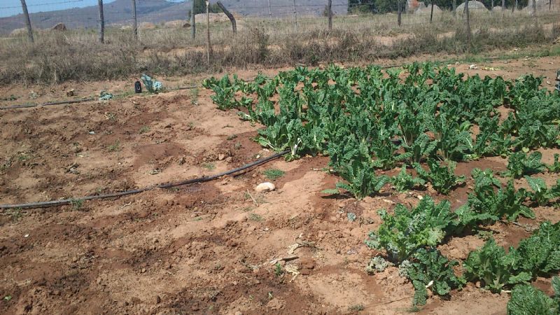 my spinach patch is on the left but one day it will look like the one on the right