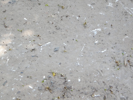 Bones uncovered along the path