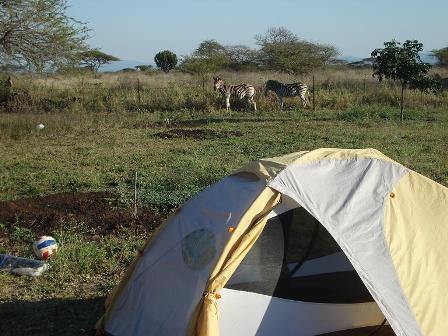 Zebras outside my tent. Who lives like this? Seriously?