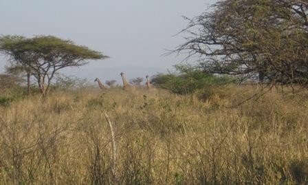 Girraffes in my back yard