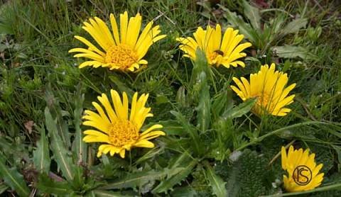 some mountain flowers