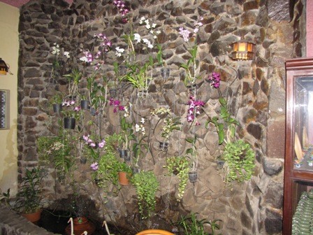 wall of orchids