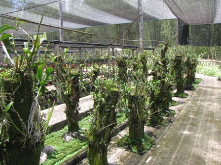 orchid garden in Vietnam