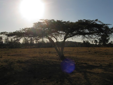 Tree in the field by our house - Nakuru, Kenya