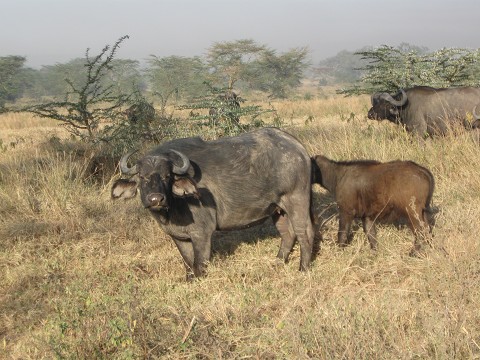water buffalo - Safari to lake Nakuru, Kenya