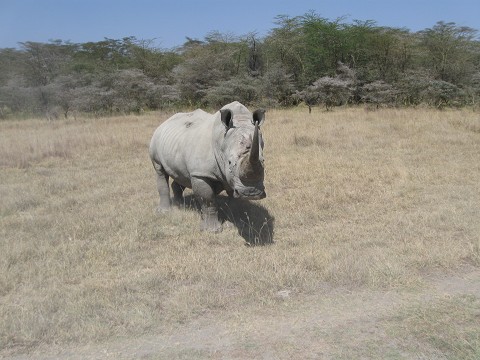 Rhino - Safari, Lake Nakuru, Kenya