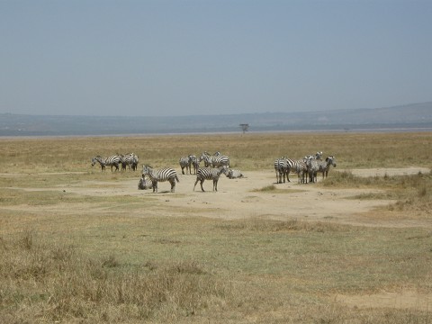 Zebra's - Lake Nakuru, Kenya