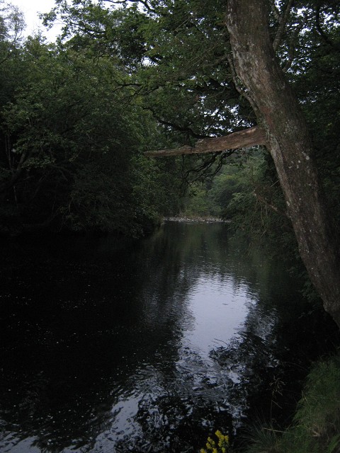 Forest and River