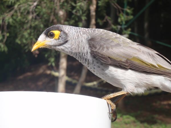 These birds are everywhere