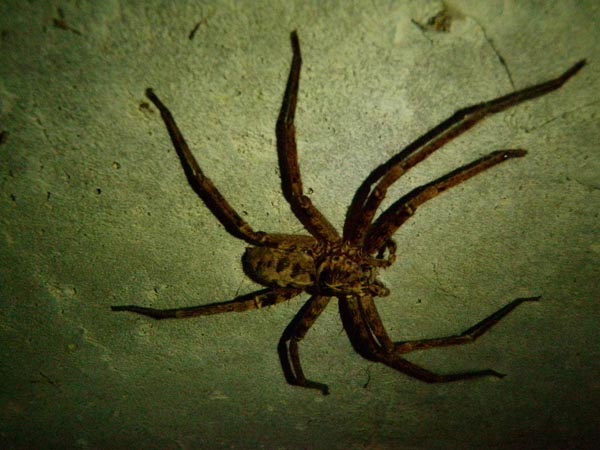 This spider just snuck up on us.