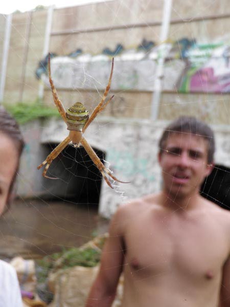 I am no expert, but I am sure this is the most deadly spider in the world. At least he looks like a bad guy.