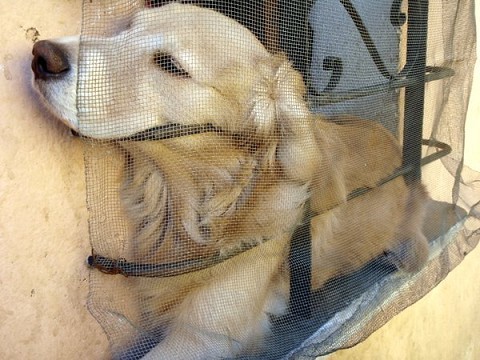 Doggie who lives next to us =)