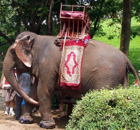 Dumbo!