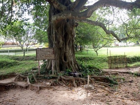 Tree in the killing fields.