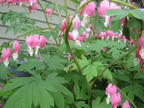 bleeding heart