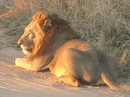 We were on the other side of the park when we got the call that they had spotted this lion.  So we immediately turned around and sped to the intersection this big guy was posing at.  He was just sitting there looking at the gathering crowd of cars around him...unohased by anything around him.  He stayed just long enough for us to get some pictures then he left.