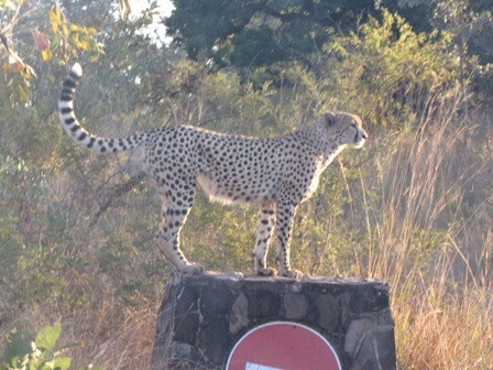 Early on, we found a cheetah...there are only 300 in the whole park.  It was very rare...and AWESOME!