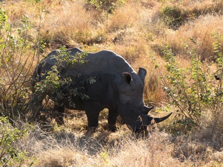 Black Rhino