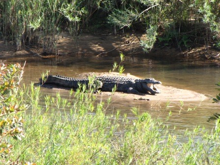 Crocodile showing his teeth to us
