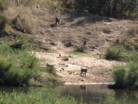 Baboons playing on the shore