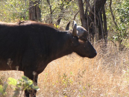 African Buffalo