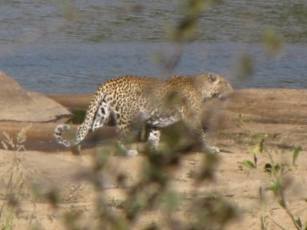 the elusive leopard...the last thing on our list of the Big 5 to find.  When we heard on the radio that someone found one, we whipped the car around and went barreling down the dirt roads until we got there just in time to see him.