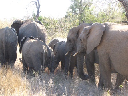 We saw elephants earlier in the day, but then Lynne said she'd love to see a HERD crossing the street.  Then 20 minutes later...we saw just that!