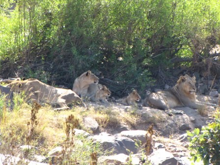 a pride of lions we came across later in the day
