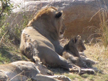 papa lion with his cub