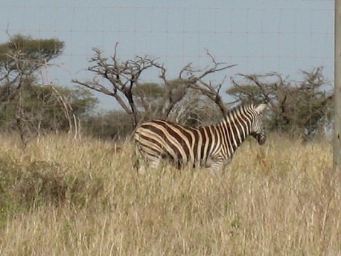 Zebra in my back yard