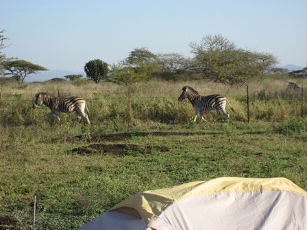 zebras near tents