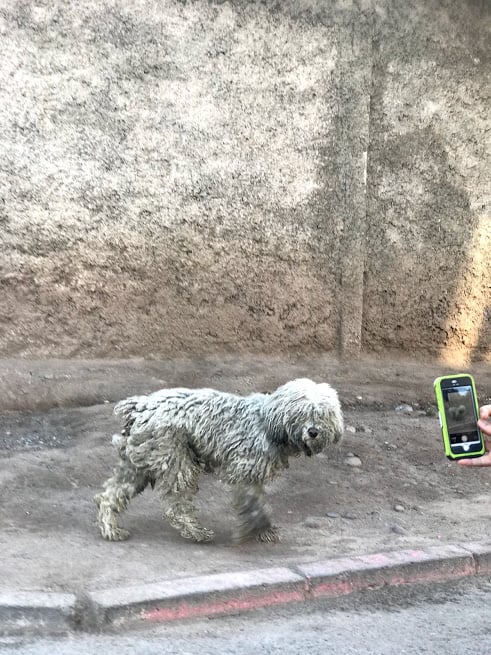 There are too many loose dogs in Chile. It stresses me out. This is the only one that made me smile. LOOK AT HIM HE IS A MUPPET