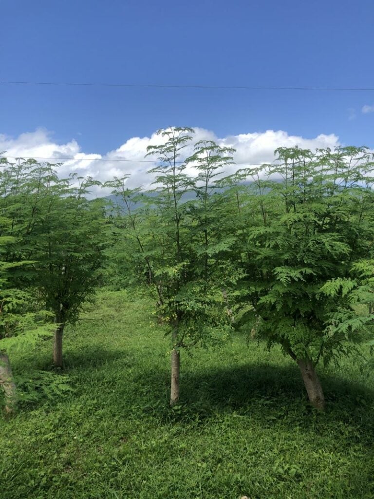Moringa trees on the farm at Reap