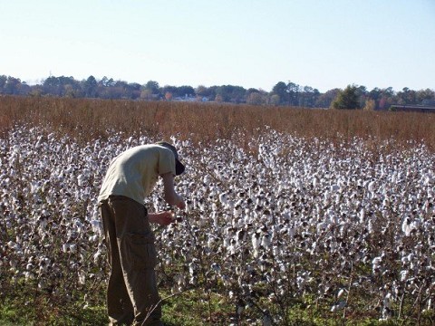 my friend david stealin the cotton, and the high school is in the background to the right