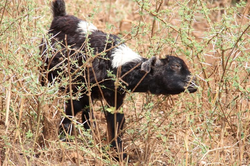 Goats. They're everywhere. Along with chickens.