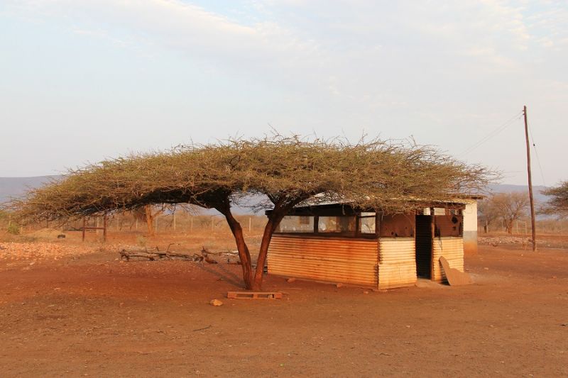 Awesome Acacia tree.
