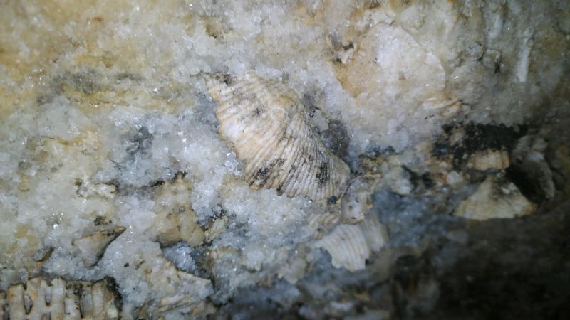 The walls were full of crystal and fossilized sea shells!